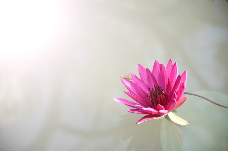 Lotus position meditation